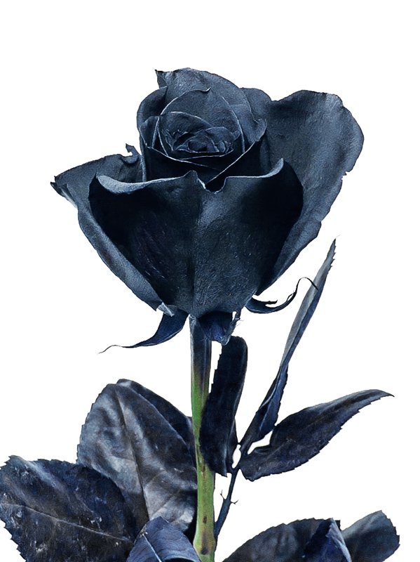 Где купить черные розы. Черные крашеные розы. Срние розы коашеные.
