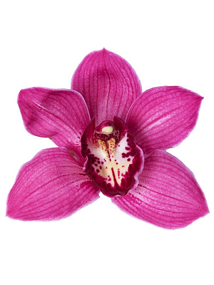 картинка, фото Орхидея Цимбидиум малиновая от MarketFlowers.ru