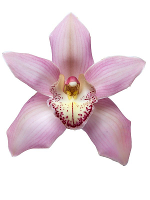 Орхидея Цимбидиум роз.