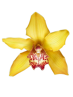 Орхидея Цимбидиум жёл.