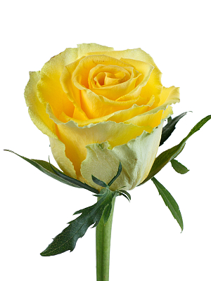 Роза жёлтая (KE)