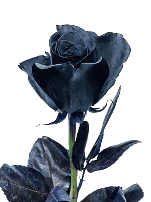 Роза крашенная чёрная (EC)