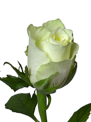 Роза белая (KE)