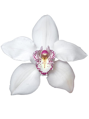Орхидея Цимбидиум бел.