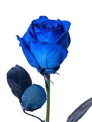 Роза крашенная синяя (EC)