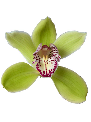 Орхидея Цимбидиум зел.
