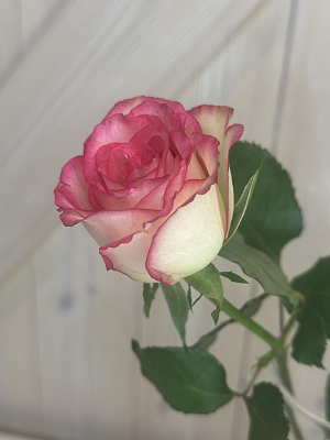 Роза кремово-малиновая (КЕ)