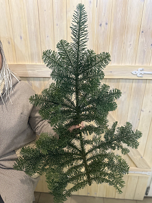 Нобилис 1 лапа