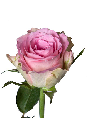 Роза розовая (KE)