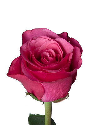 Роза малиновая (KE)