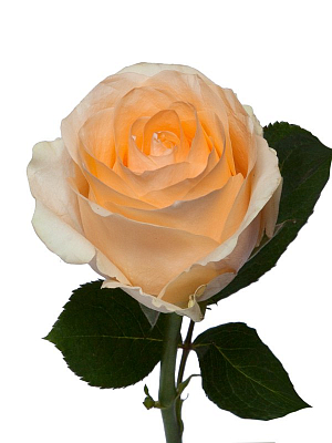 Роза персиковая (KE)