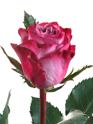 Роза фиолетовая (KE)